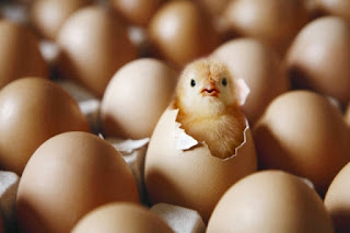hatching chicken eggs