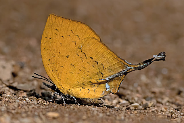 Yasoda tripunctata the Three-spot Yamfly butterfly