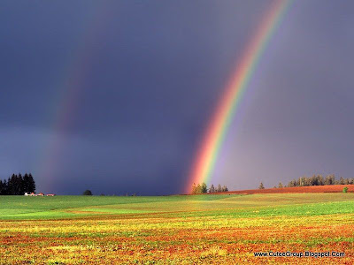 Amazing Rainbows