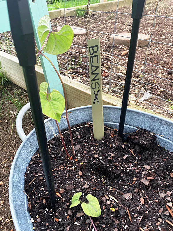 bean plant and marker