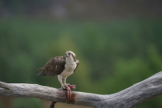 Western Osprey,Pandion haliaetus,adult male with catch