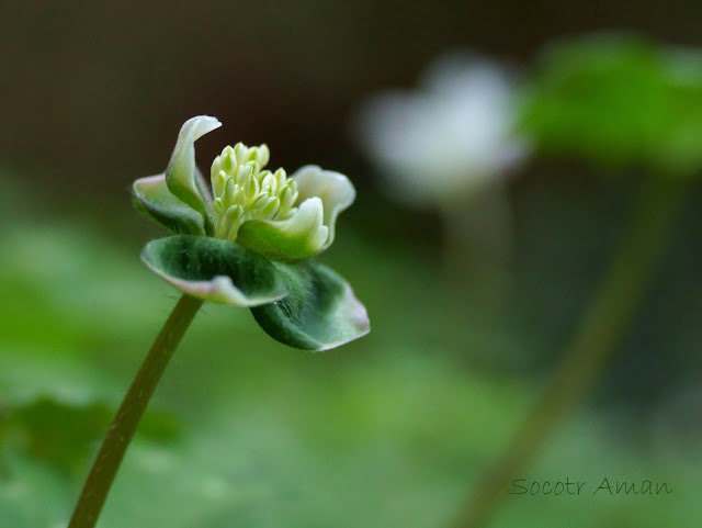 Anemone flaccida