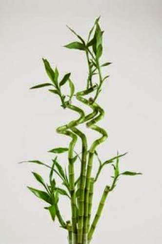 A Feng Shui Perspective On Houseplants