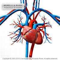 3d Cardiovascular System1