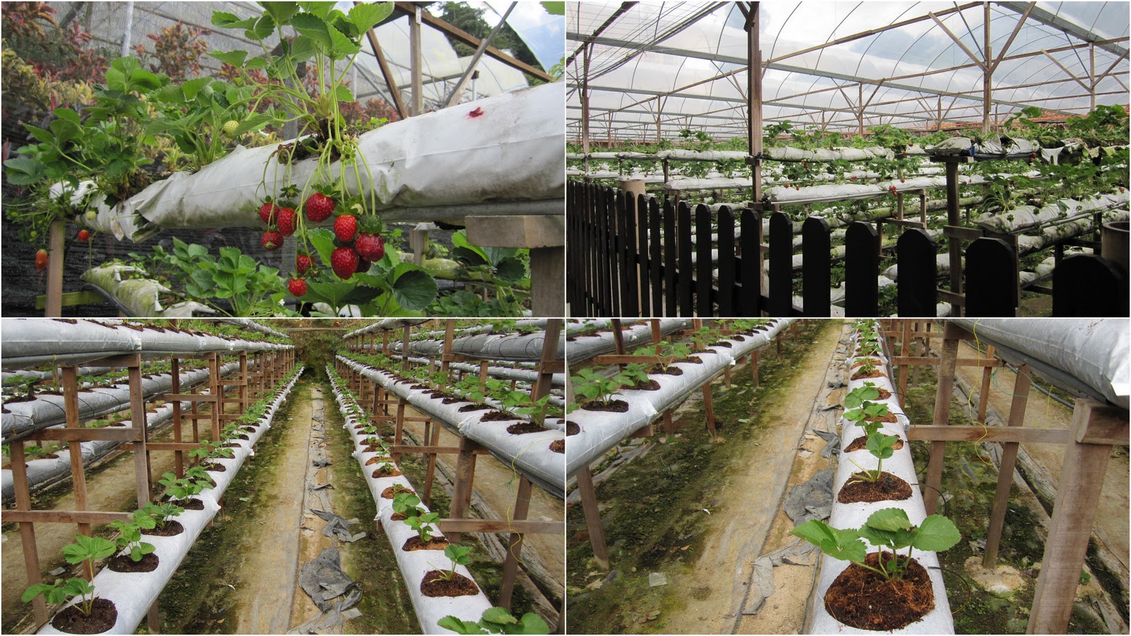 HomeMade DIY HowTo Make: Strawberry Farm Genting Highland ...