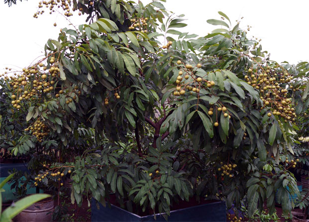 cara merawat pohon kelengkeng agar berbuah lebat