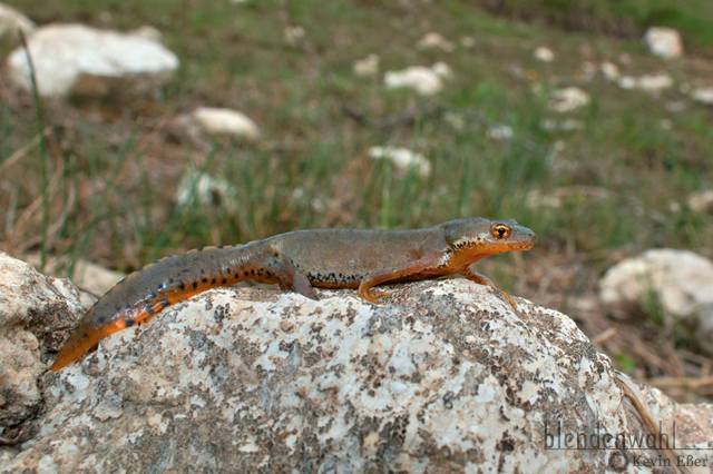 Bergmolch - Ichthyosaura alpestris ♀