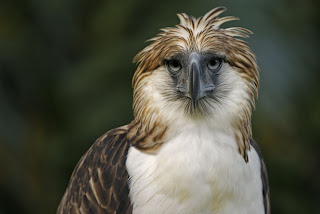 Philippine Eagle