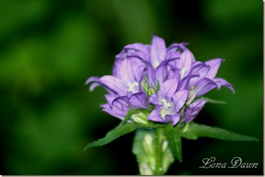 ClusteredPurpleBellflower
