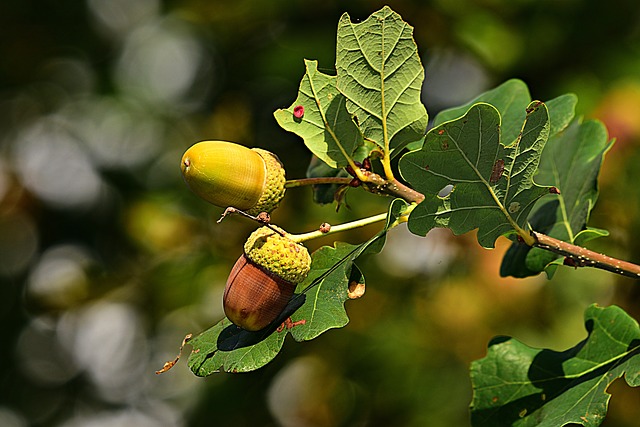 Can Dogs Eat Acorns? Is Acorns Safe For Dogs?