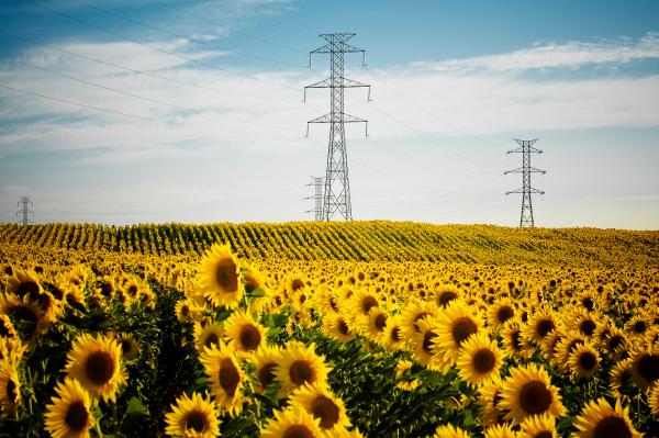 Wallpapers,sunflower field