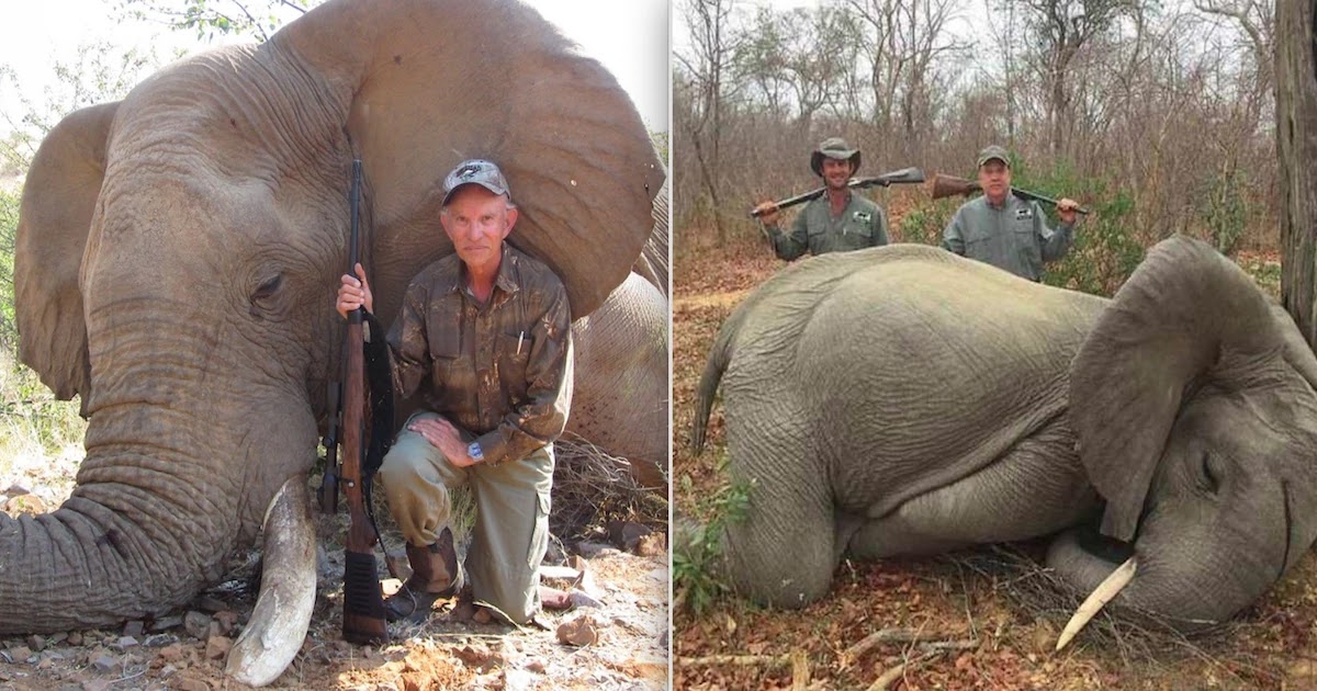 Botswana To Legalise Elephant Hunting For $43,000 Per Head