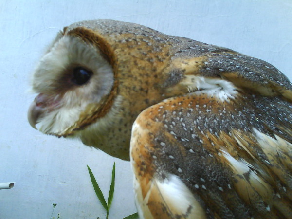 istilah dunia falconry