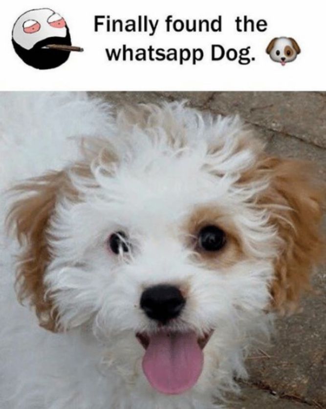 WhatsApp! - Funny Dog Memes, pictures, photos, images, pics, captions, jokes, quotes, wishes, quotes, SMS, status, messages, wallpapers.