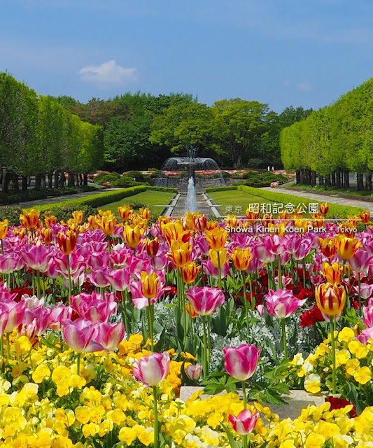 Tulip At Showa Memorial Park 昭和記念公園 Tokyo Trip