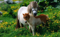 Shetland Isles Horse