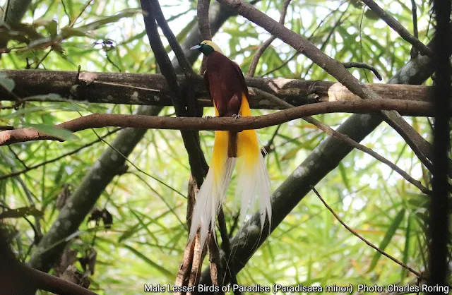 Male Lesser Birds of Paradise Bird in Susnguakti forest of Manokwari