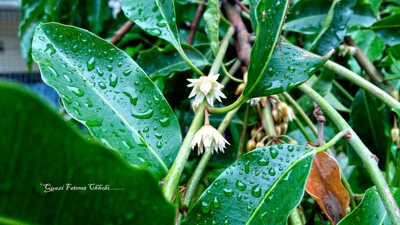 বকুল ফুলের গাছের ছবি - বকুল ফুলের ছবি ডাউনলোড  বকুল ফুলের মালা ছবি  ফুলের ছবি  ফুলের পিক - Bacula flower - NeotericIT.com