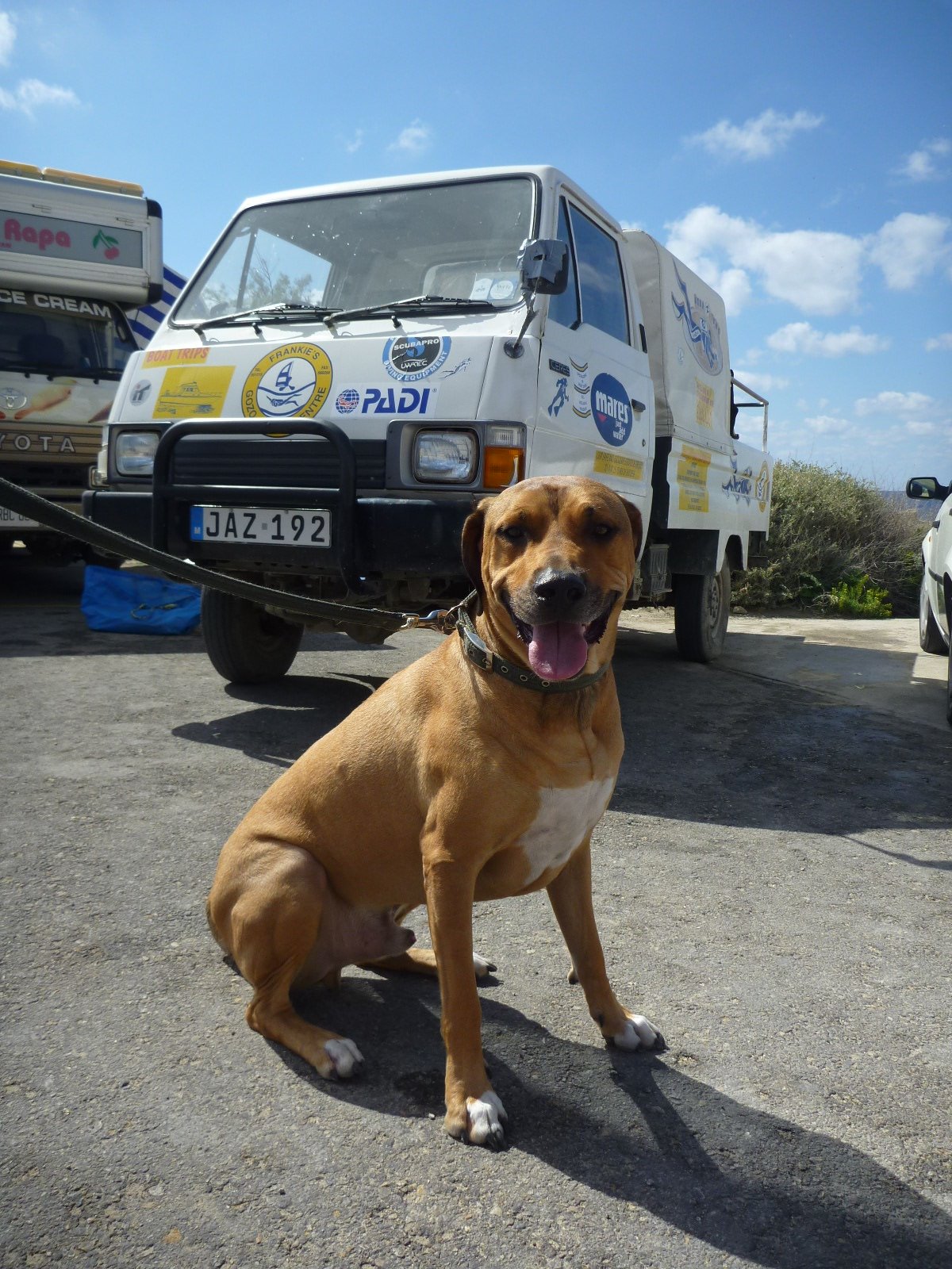 南仏プロヴァンスの旅行 ドゥ プロヴァンス 地中海のへそ マルタの犬１