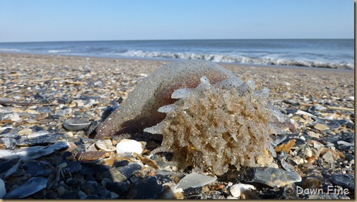 Edisto Beach State Park day 2_055