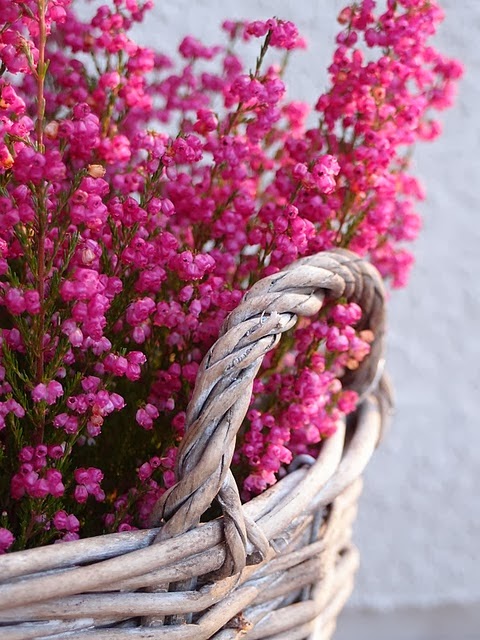 Fotos De Cestas Con Flores - Rosas vermelhas e gipsofila de Sueli Cestas e Flores Fotos