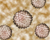 virus, papovavirus