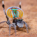 Aranha-pavão (Maratus volans)