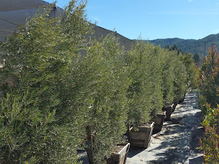 Majestic Beauty, Espalier