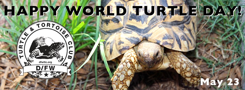 Dfw Turtle Tortoise Club Happy World Turtle Day May 23 14