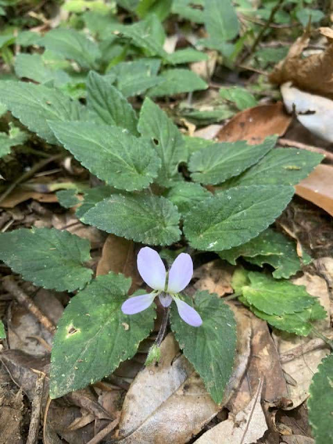 Viola dalatensis