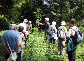 Orpington Field Club at High Elms Country Park, 4 June 2011.  Some of the group examining a hemlock, Conium maculatum.