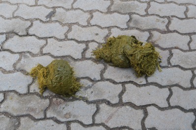 Elephant Dung