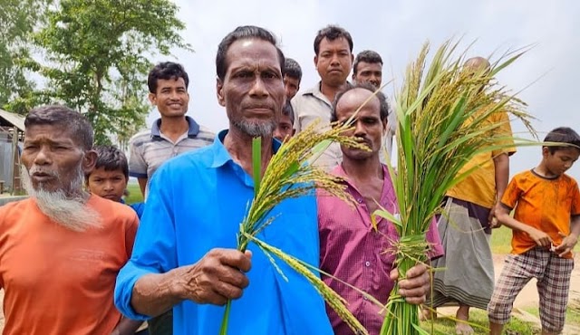 কুড়িগ্রামে ইটভাটার ধোঁয়ায় নষ্ট হচ্ছে ধান।।BDNews.in