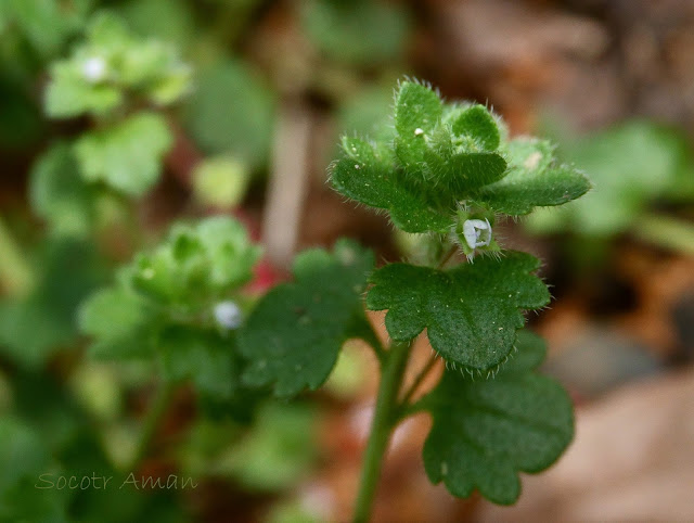 Veronica hederifolia