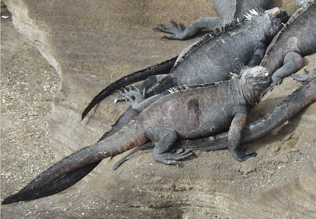 Iguanas marinas, Isla Santiago, Galápagos