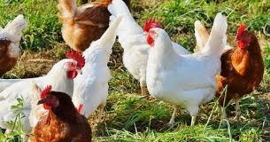 Poultry Farm Business Plan Feasibility Study