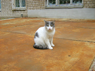 Cat on a Rusty Tin Roof