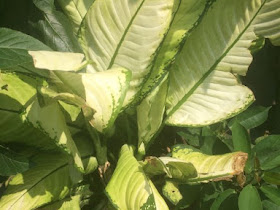 Dieffenbachia seguine 'Camille'