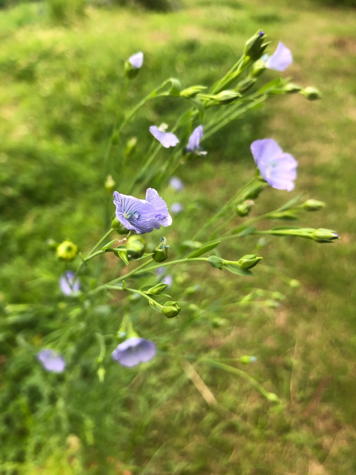 ひたち里山ファーム 日記 亜麻の花