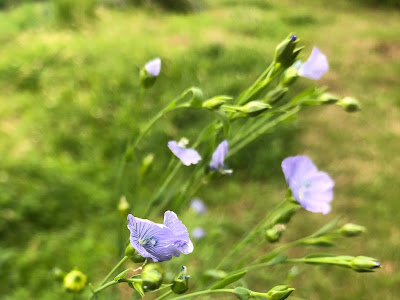 √ 亜麻 花 色 298553