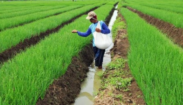 Bagaimana cara Pemupukan Bawang Merah di Musim Hujan