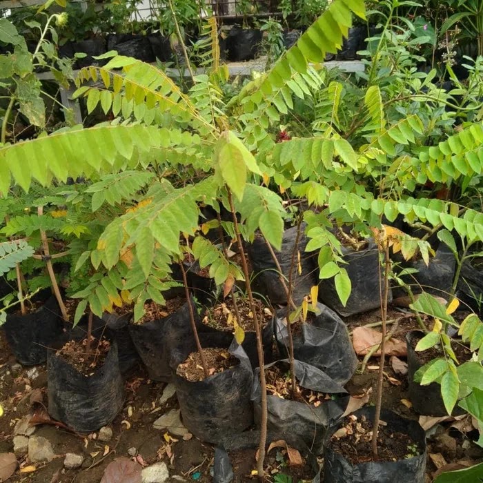 bibit pohon belimbing wuluh mudah cepat berbuah Bogor