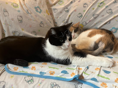 two cats on a heated bed