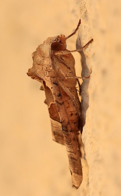 Achateule, Phlogophora meticulosa