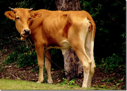 cow