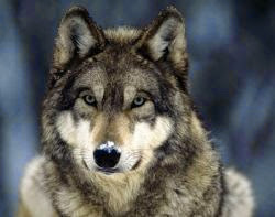  Gambar Serigala  Dunia Binatang