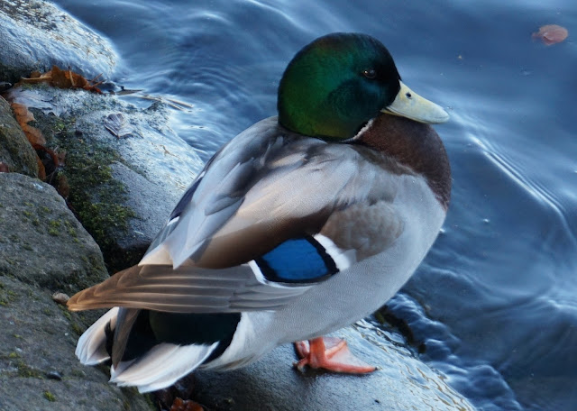 male duck standing on a rock by a lake in sefton park, liverpool
