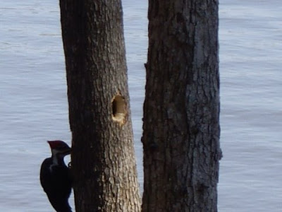 pileated woodpecker, Lake Gaston NC