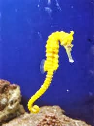 Seahorse