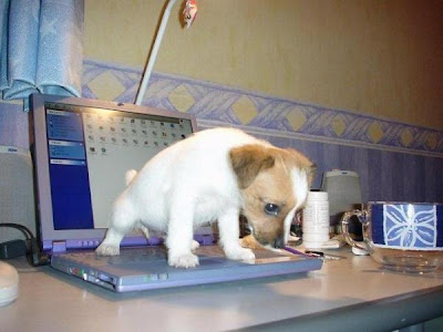 Bad Dog Pee On Netbook